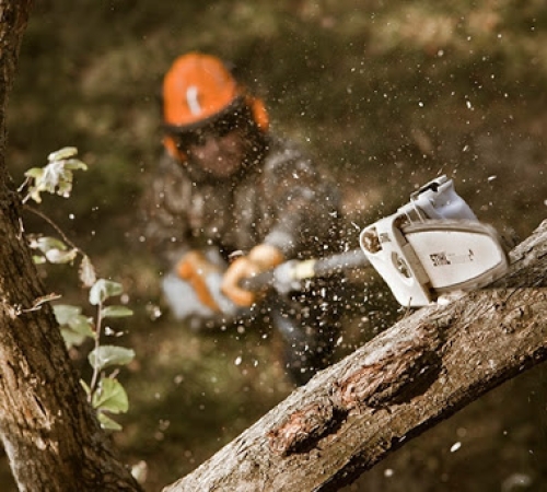 MÁY CẮT TỈA CÀNH STIHL CHUYÊN DỤNG 